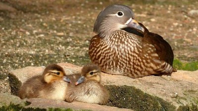 Kachničky mandarínské – matka se dvěma mláďaty. Foto: Zoopark Chomutov