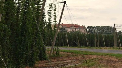 Pěstitelé chmele věří, že letošní úroda se bude podobat loňské sklizni