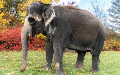 Slonice Delhi. Zdroj foto: Zoo Ústí nad Labem