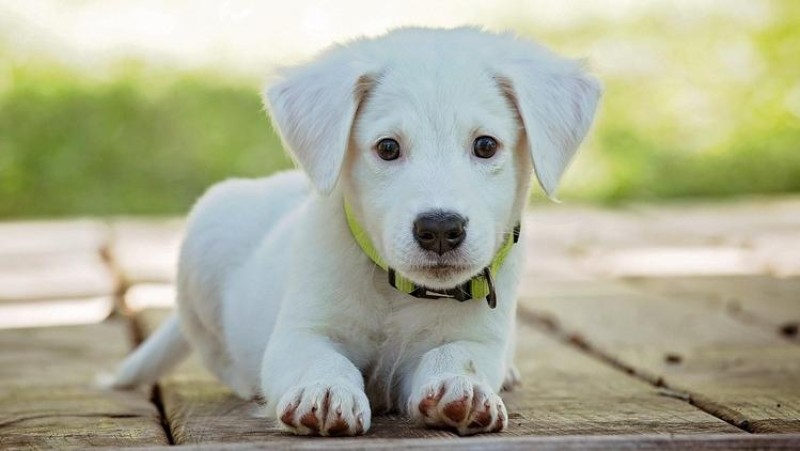 Ilustračn&iacute; foto: Pixabay / CC0