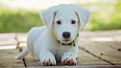 Ilustračn&iacute; foto: Pixabay / CC0