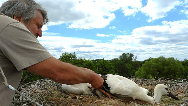 Ornitolog Petr Hora mimochodem kroužkuje i malá čápata na hnízdě v Zaječicích. Letos je to již jeho čtyřicátá sezona. Foto: Zoopark Chomutov / Jana Mesteková