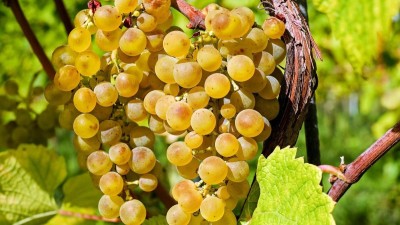 Degustace dekády: Vinařství Chrámce otevře své sklepy i srdce veřejnosti