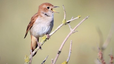 CO SE CHYSTÁ: Exkurze s přírodovědci bude tentokrát věnována ptačímu zpěvu