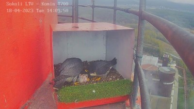 Samička vzácného sokola se na komíně v chemičce stará o tři ptáčata