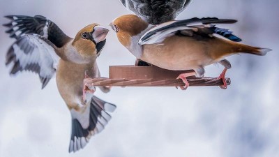 V p&aacute;tek startuje Ptač&iacute; hodinka! Zapojte se do osm&eacute;ho ročn&iacute;ku sč&iacute;t&aacute;n&iacute; pt&aacute;ků na krm&iacute;tk&aacute;ch