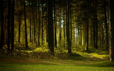 Děčínský magistrát vydal opatření o dočasném vyloučení vstupu do lesa v národním parku