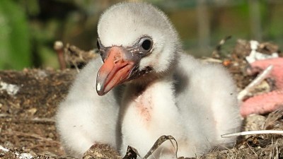 Takto vypadalo mládě plameňáka druhý den po vylíhnutí. Foto: zoopark Chomutov / Jana Mesteková