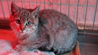 Kočička Evička byla nalezena v Žatci o Štědrý den. Foto: Útulek pro opuštěná zvířata Jimlín