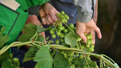 Týden v Žatci: 67. Dočesná, tradiční slavnosti chmele