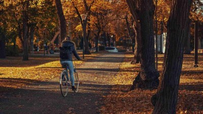 Zeleň na sídlištích v Lounech čeká arboristické ošetření