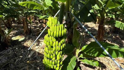 Žatec konč&iacute; s chmelem, Bl&scaron;any s&aacute;zej&iacute; na ban&aacute;ny. Region se m&aacute; přehoupnout do tropů