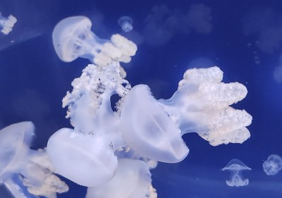 Už se to blíží: Chomutovský zoopark v prosinci otevře vlastní medúzárium