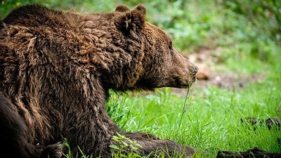 Smutek v zooparku: Po Nerovi odešel další člen z oblíbené čtveřice, medvěd Míša