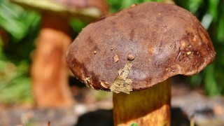 Ilustrační foto: Pixabay / CC0