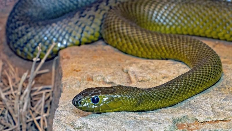 Taipan men&scaron;&iacute;. Ilustračn&iacute; sn&iacute;mek. Zdroj: Pixabay / CC0