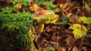 Ilustračn&iacute; sn&iacute;mek. Zdroj: Pixabay / CC0