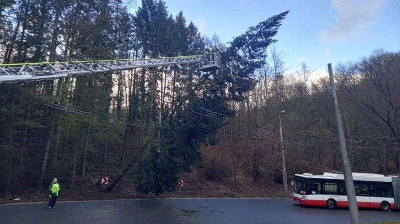 Spadlý strom v Ústí nad Labem. Foto: Redakce