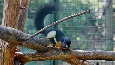 Veverka Prévostova. Foto: Zoo Děčín