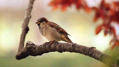 TIP NA VÍKEND: Zajímáte se o ornitologii? Festival ptactva proběhne i v Žatci