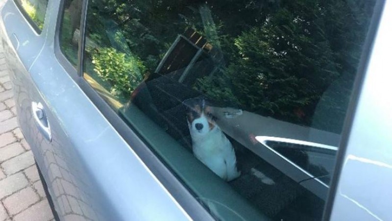 Pes čekající v autě na slunci. Ilustrační foto