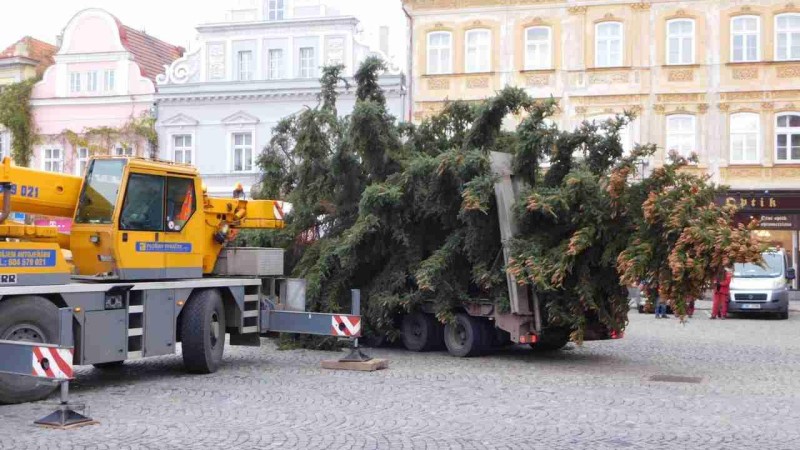 V pátek do Žatce dorazí vánoční stromy. Foto: město Žatec