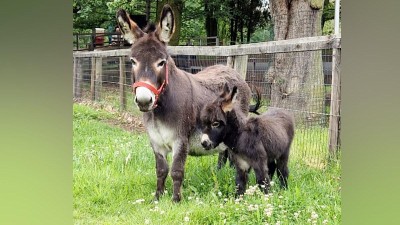 V pondělí narozený oslík je roztomilost sama. Foto: Zoopark / Kateřina Sedláčková