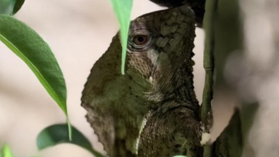 Dal&scaron;&iacute; druh zv&iacute;řec&iacute; ř&iacute;&scaron;e &uacute;steck&eacute; zahrady, kter&yacute; jinde v Česku neuvid&iacute;te. Zdroj foto: Zoo &Uacute;st&iacute; nad Labem