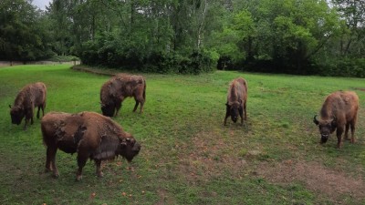 Druhý den po příjezdu: Všech pět zubrů a zubřic pěkně pohromadě. Foto: Zoopark / Monika Jarošová