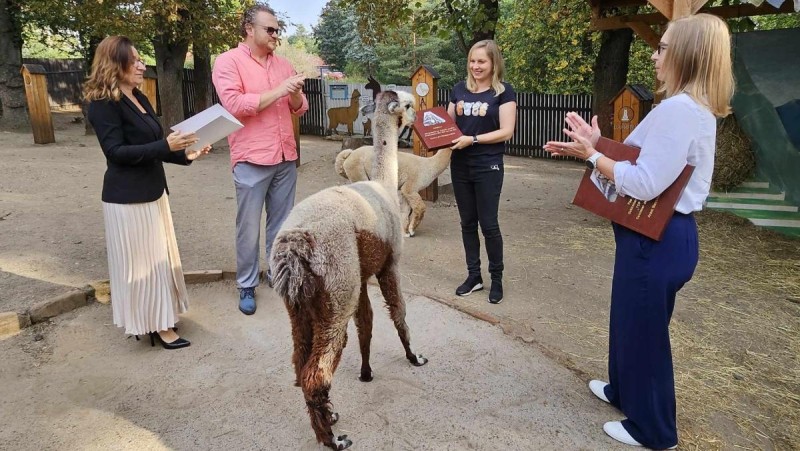 Alena Saladiaková si v doprovodu alpak převzala ocenění v soutěži Krušnohorská NEJ. Foto: jip