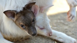 Klokaní mládě chodí na návštěvu do vaku jiné klokanice. Foto: ZOO Děčín