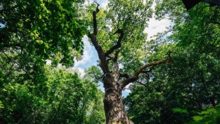 Oldřichův dub prokazuje stovky let neskutečnou vůli k životu. Už dvakrát přečkal požár. Foto: Tomáš Kalous, zdroj: Strom roku