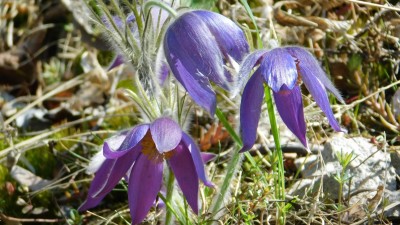 NAPSALI JSTE NÁM: Jarní výprava za květenou na kopec Boreč a Supí vrch