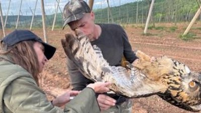 Výr se zamotal do drátu na chmelnici. Skončil v záchranné stanici